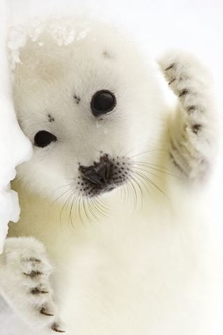 Photo:  Baby Harp Seal 